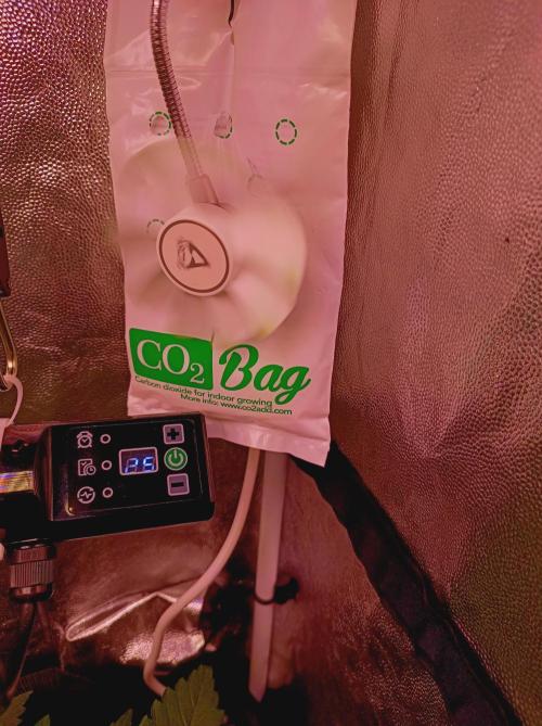 Super Boof 🍒🍪GC. Week 3