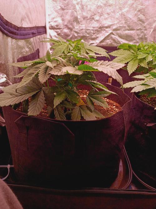 Super Boof 🍒🍪GC. Week 3
