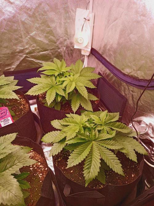 Super Boof 🍒🍪GC. Week 3