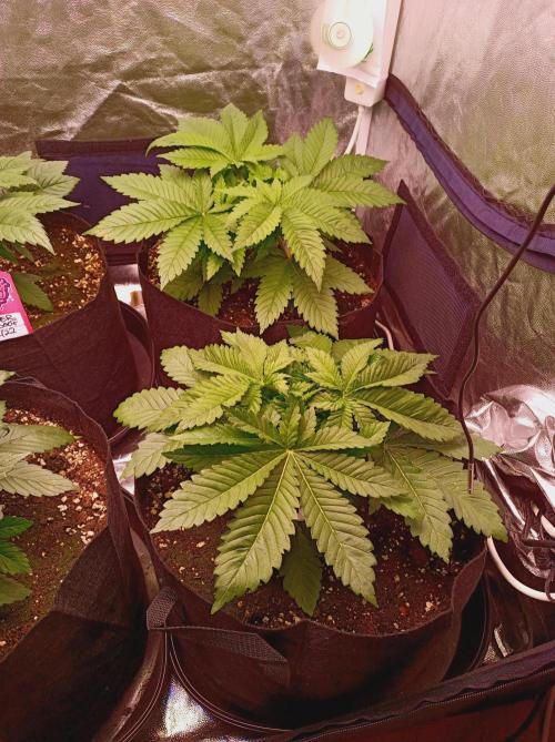 Super Boof 🍒🍪GC. Week 3