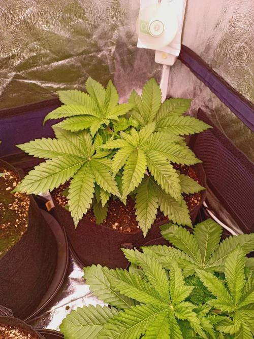 Super Boof 🍒🍪GC. Week 3