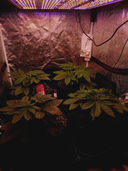 Super Boof 🍒🍪GC. Week 3
