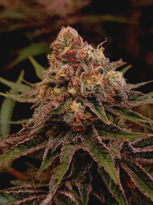 Blue Zushi🍣⛩️. Week 15