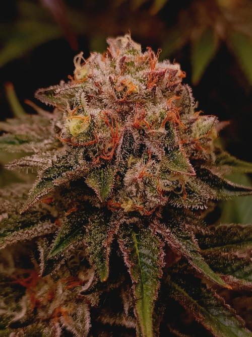 Blue Zushi🍣⛩️. Week 15