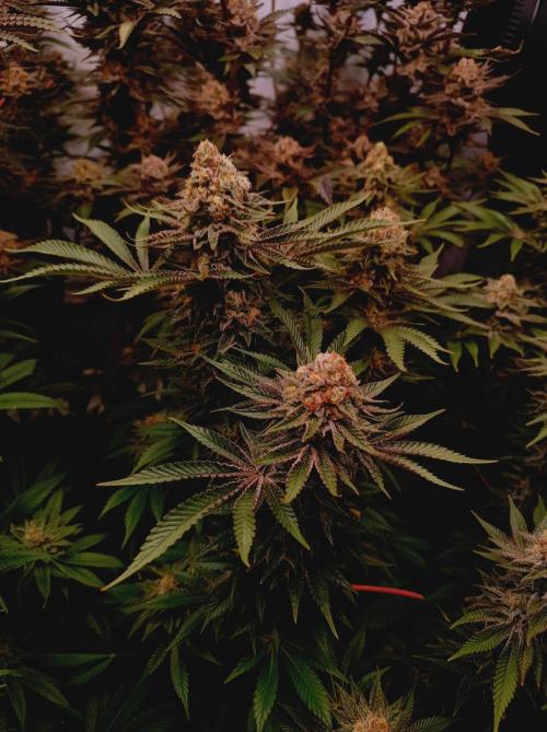 Blue Zushi🍣⛩️. Week 15