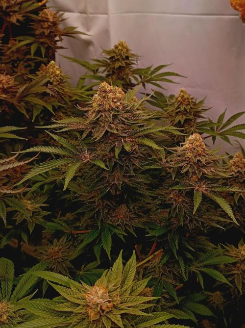 Blue Zushi🍣⛩️. Week 15