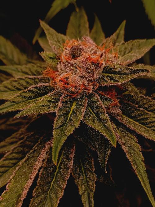 Blue Zushi🍣⛩️. Week 15