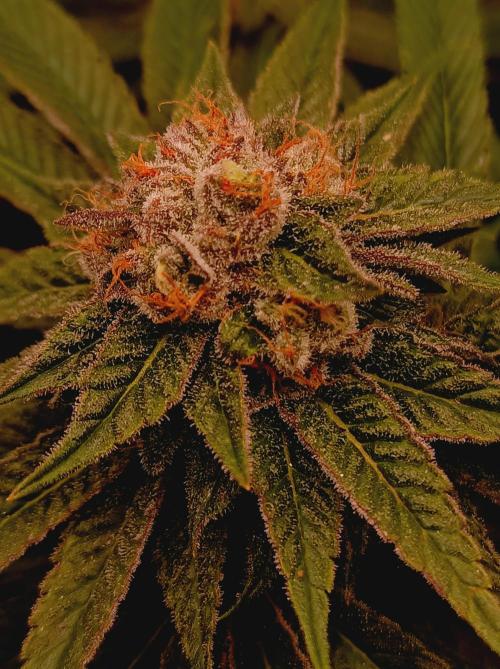 Blue Zushi🍣⛩️. Week 15