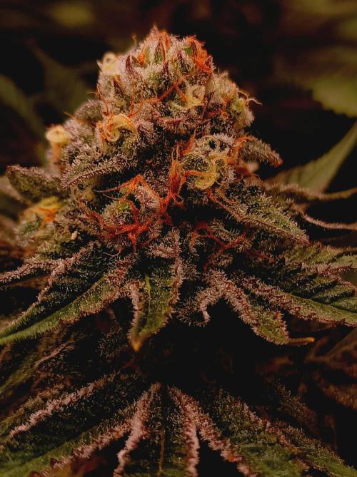 Blue Zushi🍣⛩️. Week 15