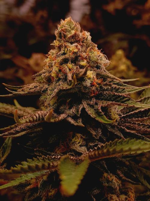 Blue Zushi🍣⛩️. Week 15