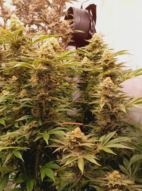Blue Zushi🍣⛩️. Week 15