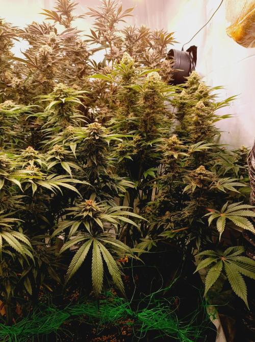 Blue Zushi🍣⛩️. Week 15