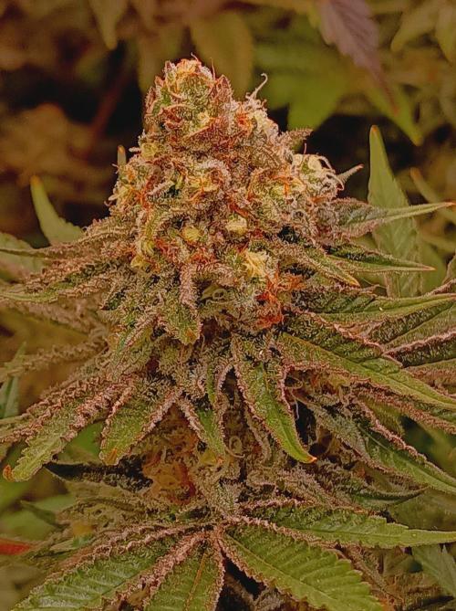 Blue Zushi🍣⛩️. Week 15