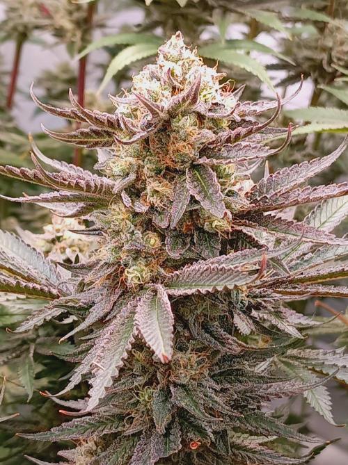 NL x Runtz🌌. Week 15