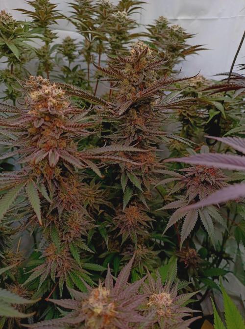 NL x Runtz🌌. Week 15
