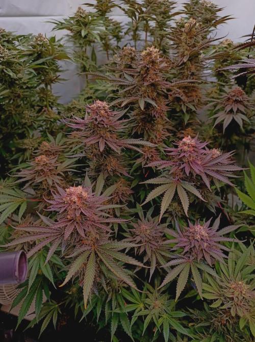 NL x Runtz🌌. Week 15