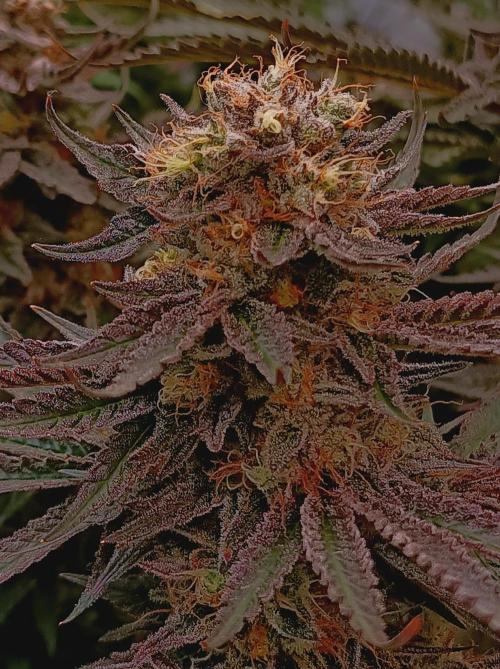 NL x Runtz🌌. Week 15