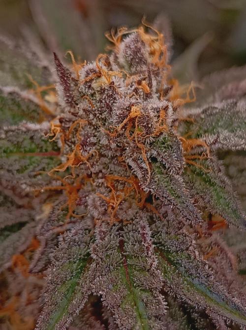 NL x Runtz🌌. Week 15