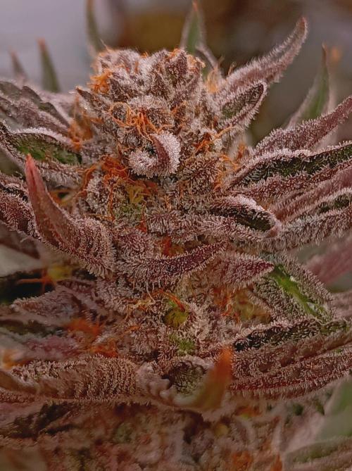 NL x Runtz🌌. Week 15