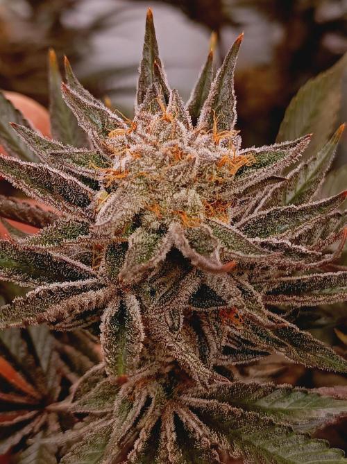 NL x Runtz🌌. Week 15