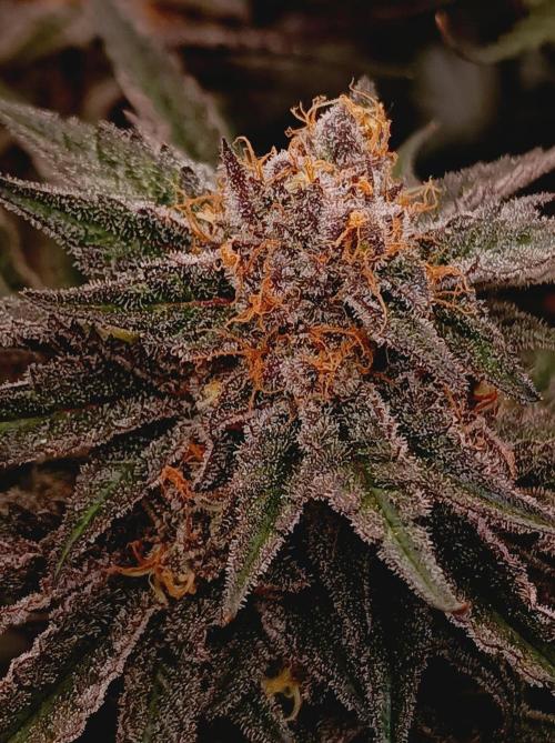 NL x Runtz🌌. Week 15
