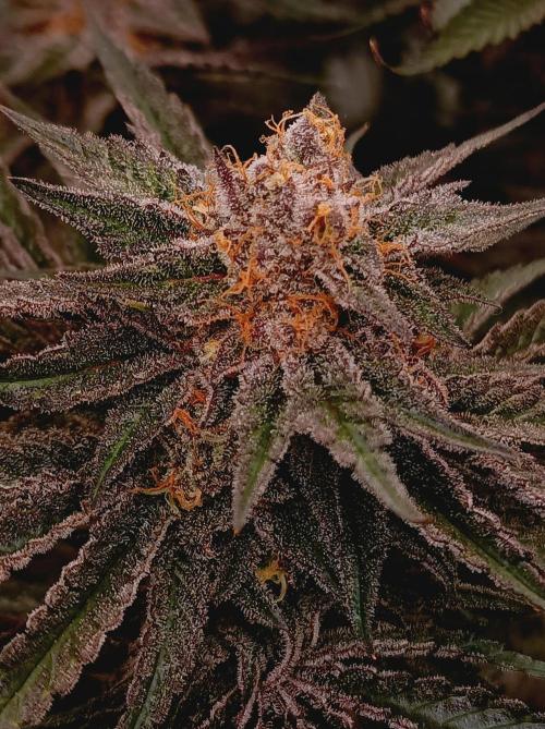 NL x Runtz🌌. Week 15