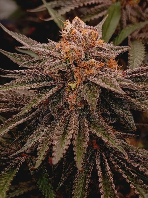 NL x Runtz🌌. Week 15
