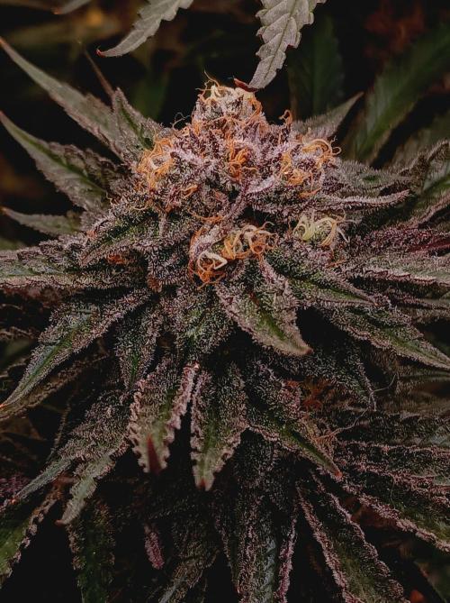 NL x Runtz🌌. Week 15