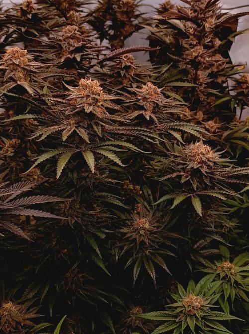 NL x Runtz🌌. Week 15