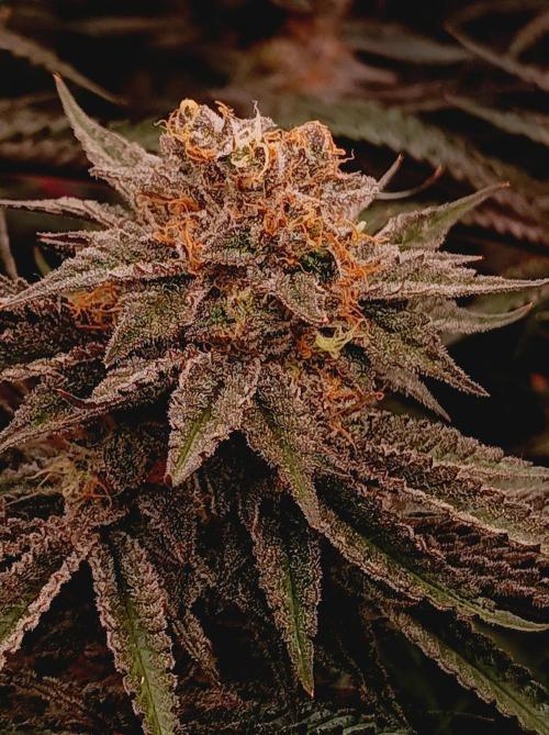 NL x Runtz🌌. Week 15