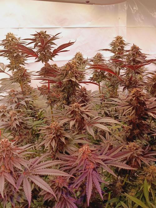 Any Day⛽️🍇🍋. Week 15