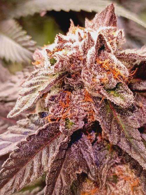Any Day⛽️🍇🍋. Week 15