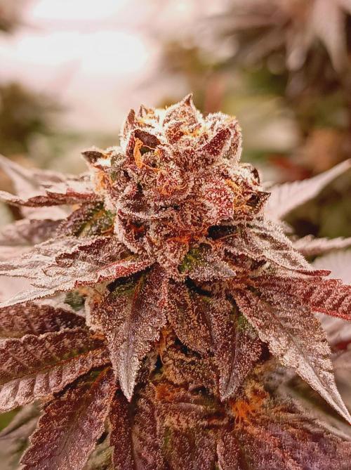 Any Day⛽️🍇🍋. Week 15