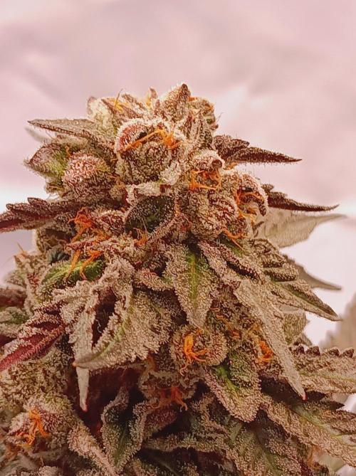 Any Day⛽️🍇🍋. Week 15