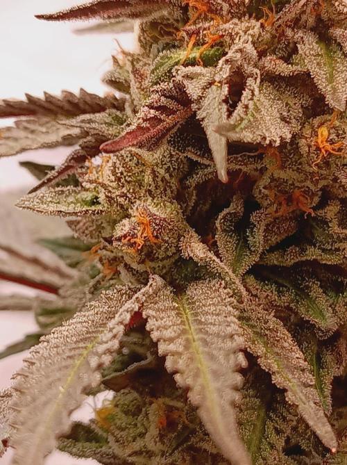 Any Day⛽️🍇🍋. Week 15