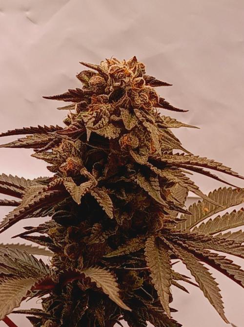 Any Day⛽️🍇🍋. Week 15