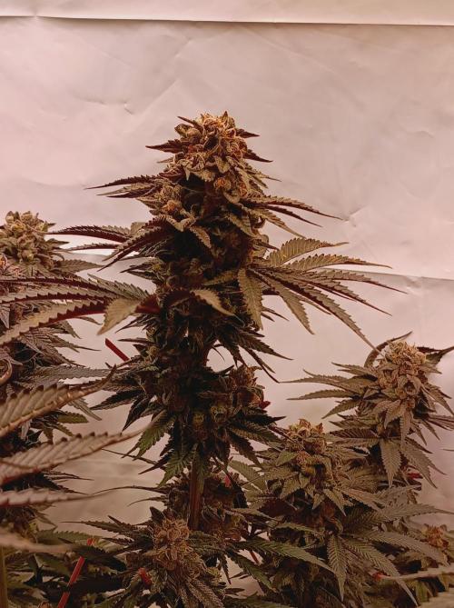 Any Day⛽️🍇🍋. Week 15