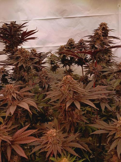 Any Day⛽️🍇🍋. Week 15