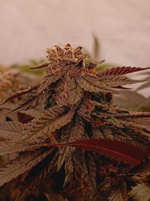 Any Day⛽️🍇🍋. Week 15