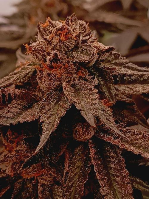 Any Day⛽️🍇🍋. Week 15