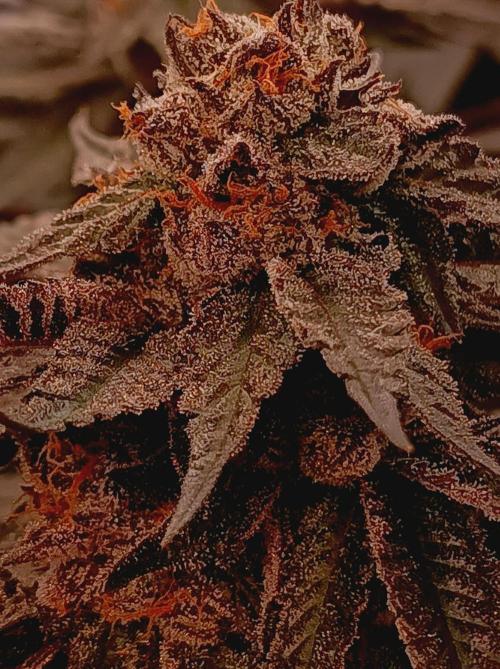Any Day⛽️🍇🍋. Week 15