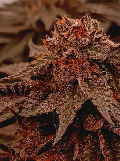 Any Day⛽️🍇🍋. Week 15