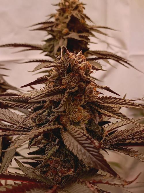 Any Day⛽️🍇🍋. Week 15