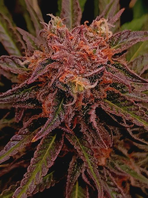 Blackberry Moonrocks. Week 15
