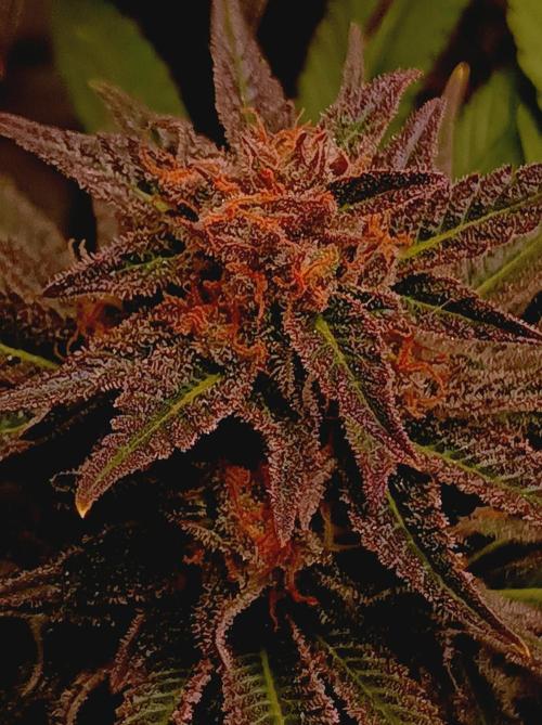 Blackberry Moonrocks. Week 15