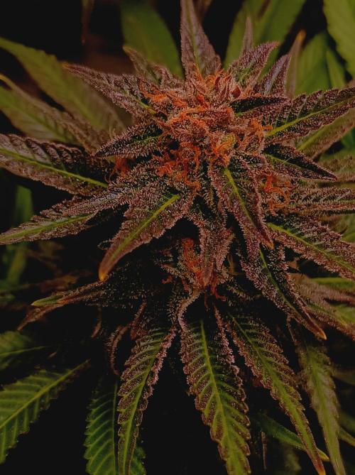 Blackberry Moonrocks. Week 15