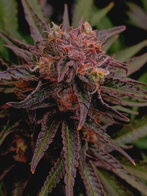 Blackberry Moonrocks. Week 15