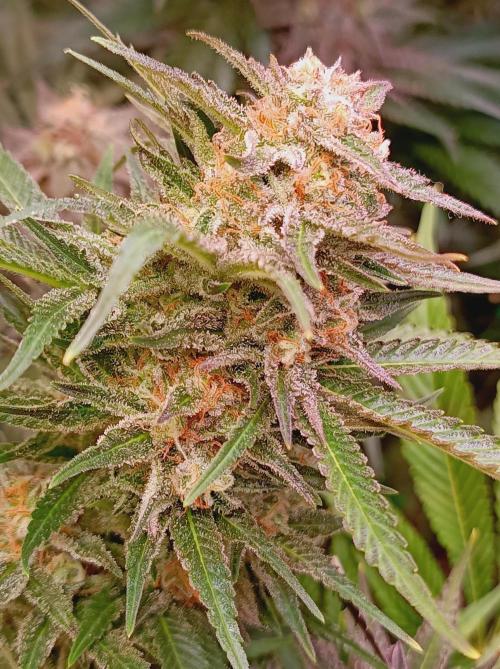 Blackberry Moonrocks. Week 15