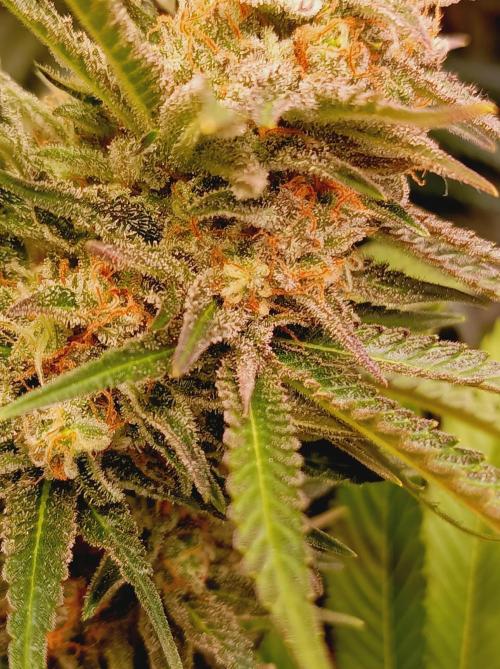 Blackberry Moonrocks. Week 15