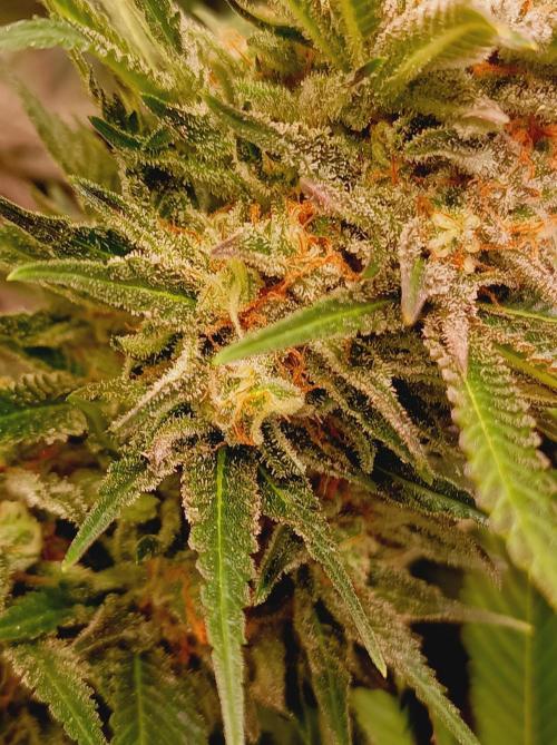 Blackberry Moonrocks. Week 15